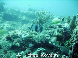 INside reef at Lauderdale by the Sea by Michael Kovach 